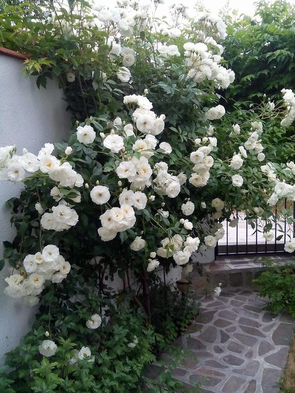 Guest House By The Captain Várna Kültér fotó